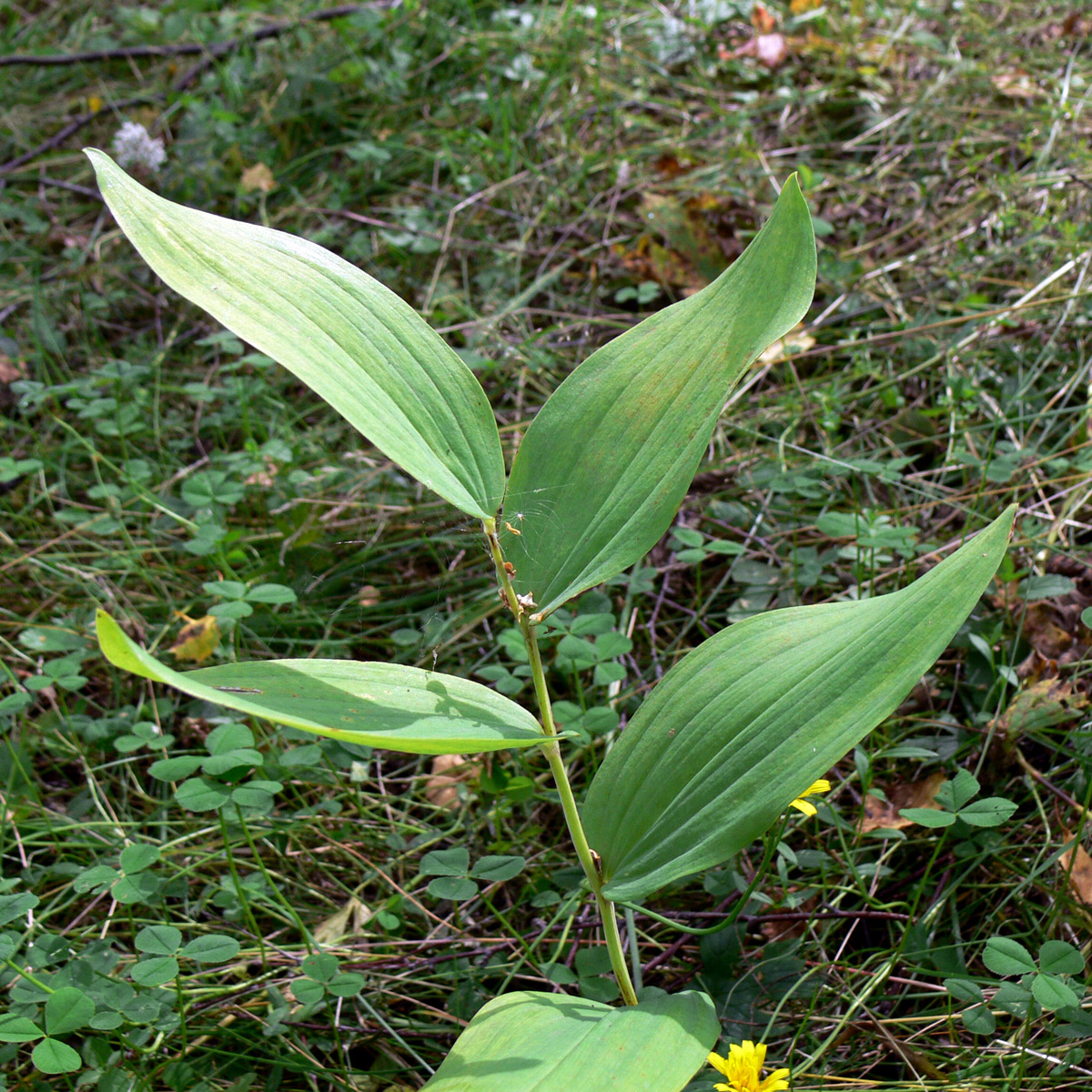 Image of Epipactis helleborine specimen.