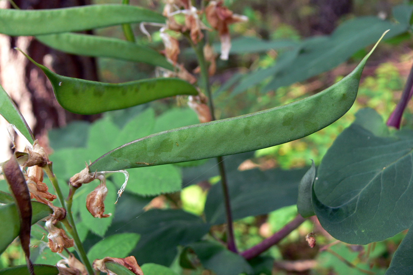 Image of Lathyrus gmelinii specimen.