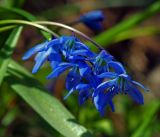 Scilla siberica