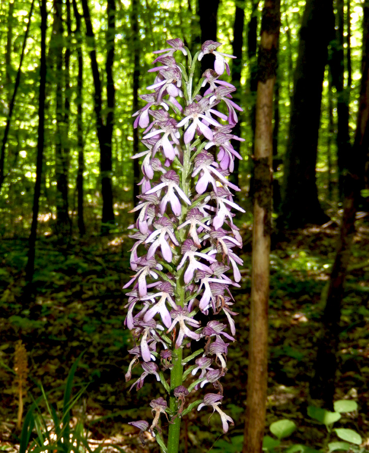 Изображение особи Orchis purpurea ssp. caucasica.