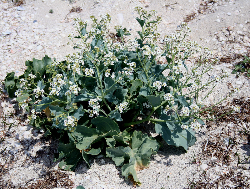 Image of Crambe maritima specimen.