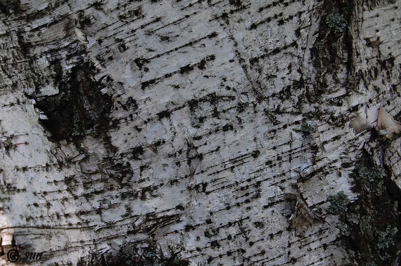 Image of Betula borysthenica specimen.