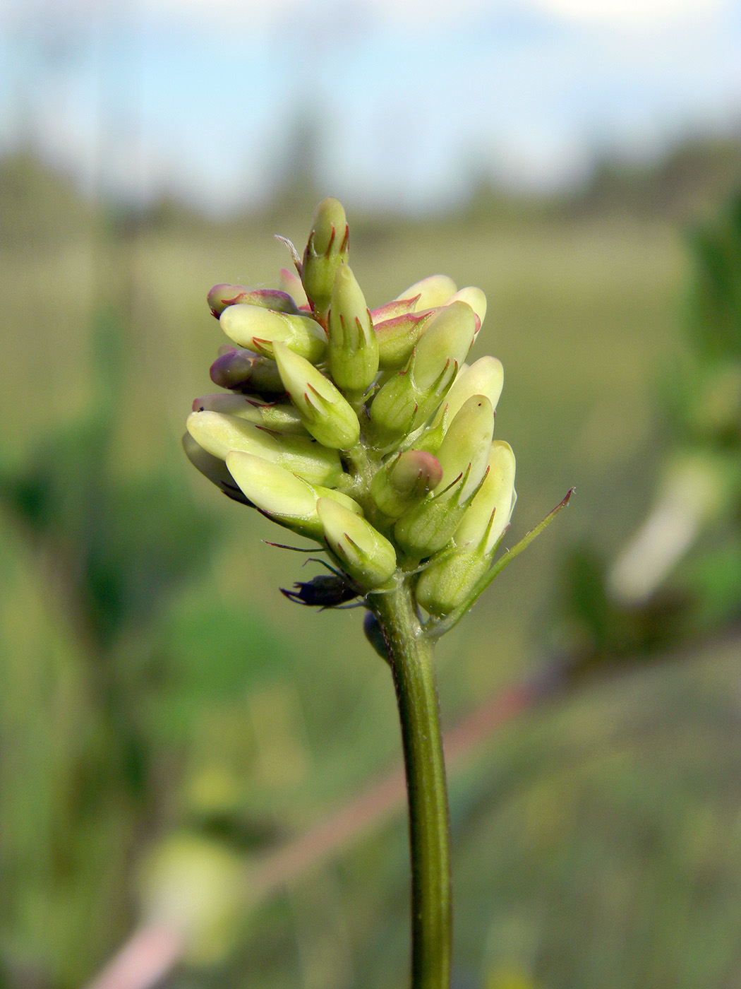 Image of Astragalus glycyphyllos specimen.