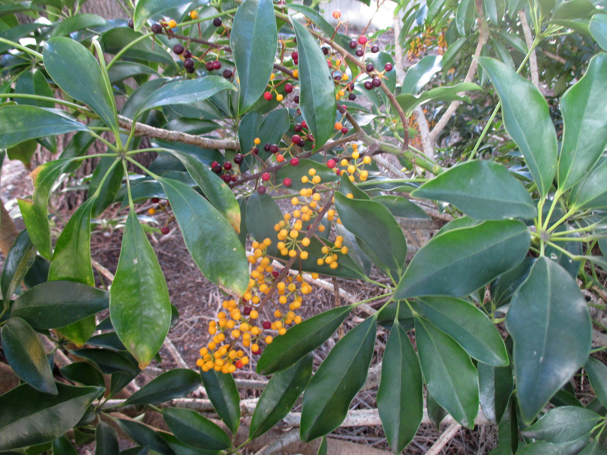 Image of Heptapleurum arboricola specimen.