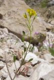 Draba hispida. Соцветие с цветками и завязавшимися плодами. Адыгея, Кавказский биосферный заповедник, южный скалистый склон горы Оштен, исток р. Мутный Тепляк, субальпийский пояс, ≈ 2000 м н.у.м., среди валунов. 30.08.2015.