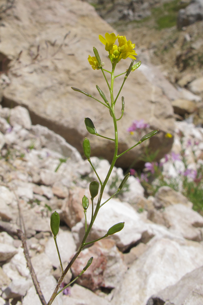 Image of Draba hispida specimen.