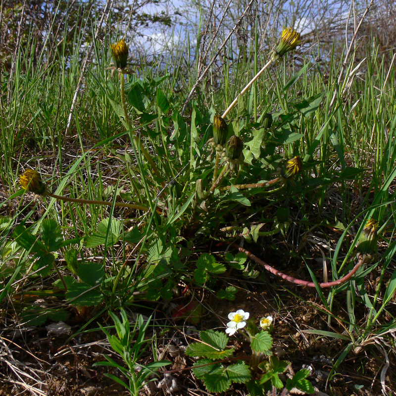 Изображение особи Taraxacum officinale.