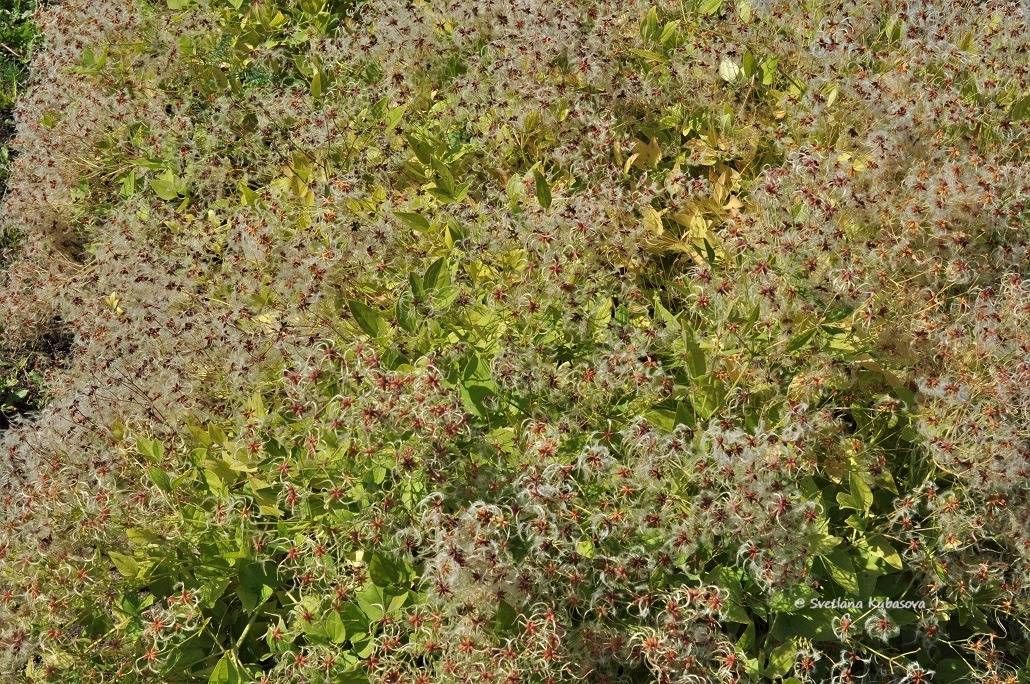 Image of Clematis mandshurica specimen.