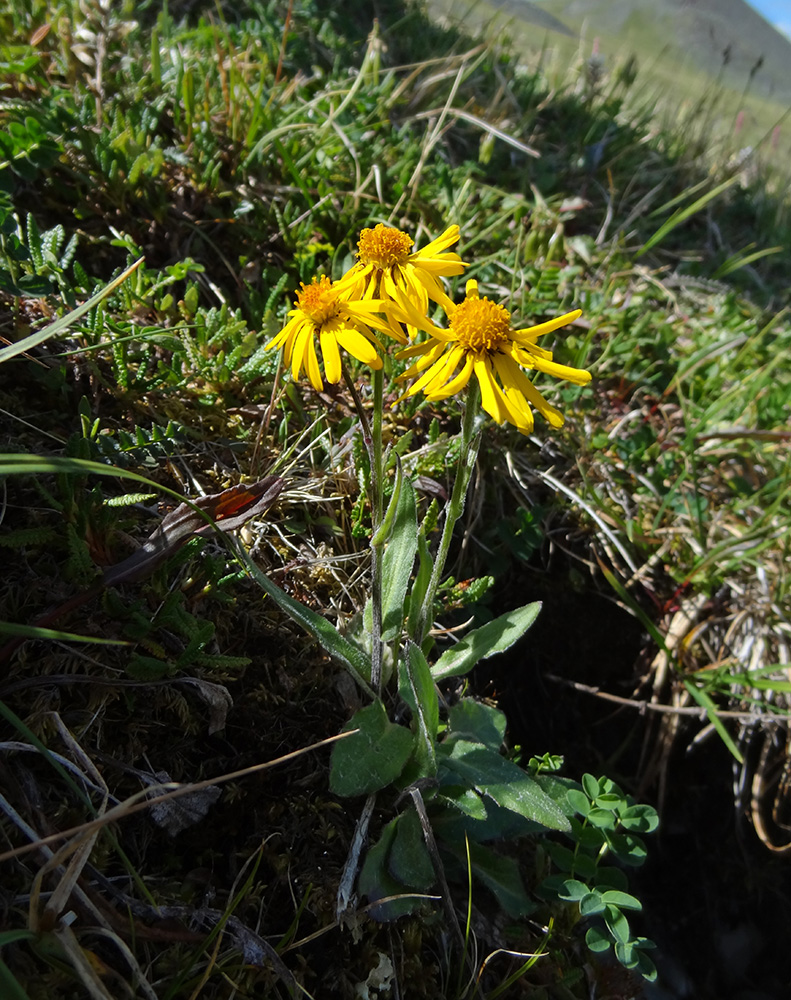 Image of Tephroseris tundricola specimen.