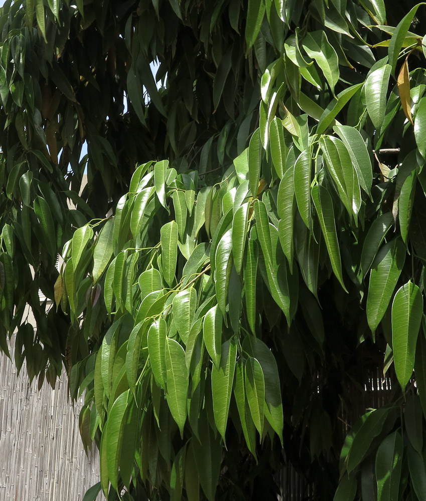 Image of Ficus binnendijkii specimen.