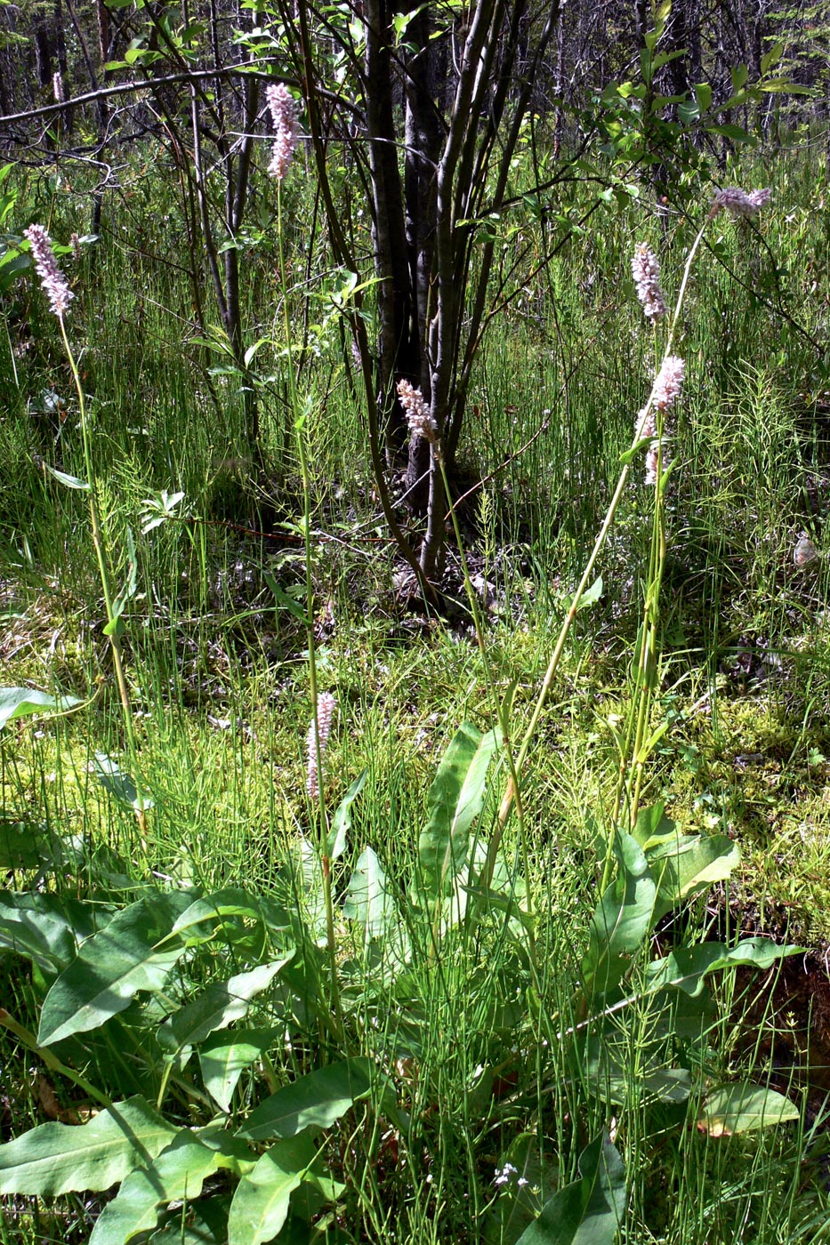 Изображение особи Bistorta officinalis.