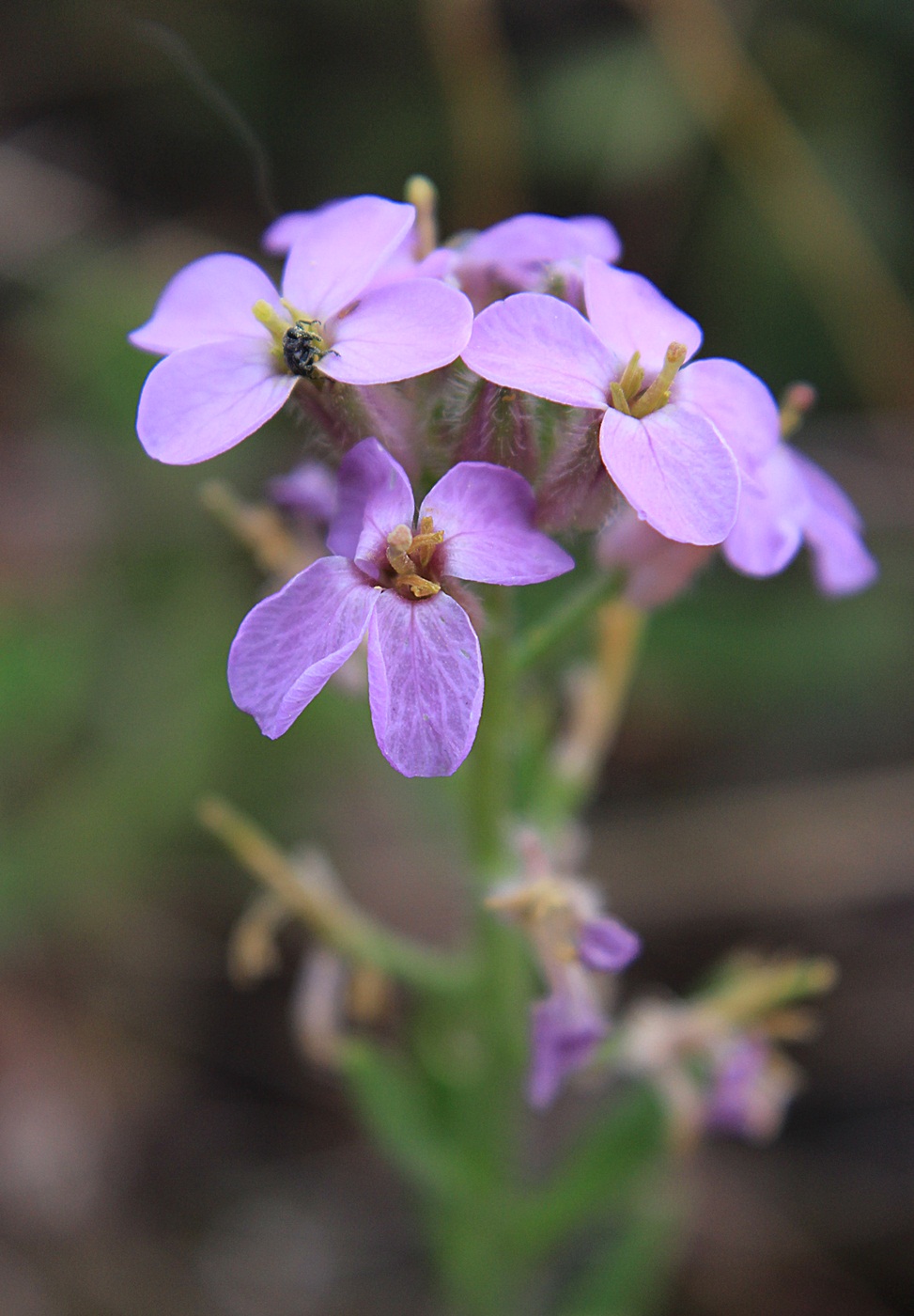 Image of Clausia aprica specimen.