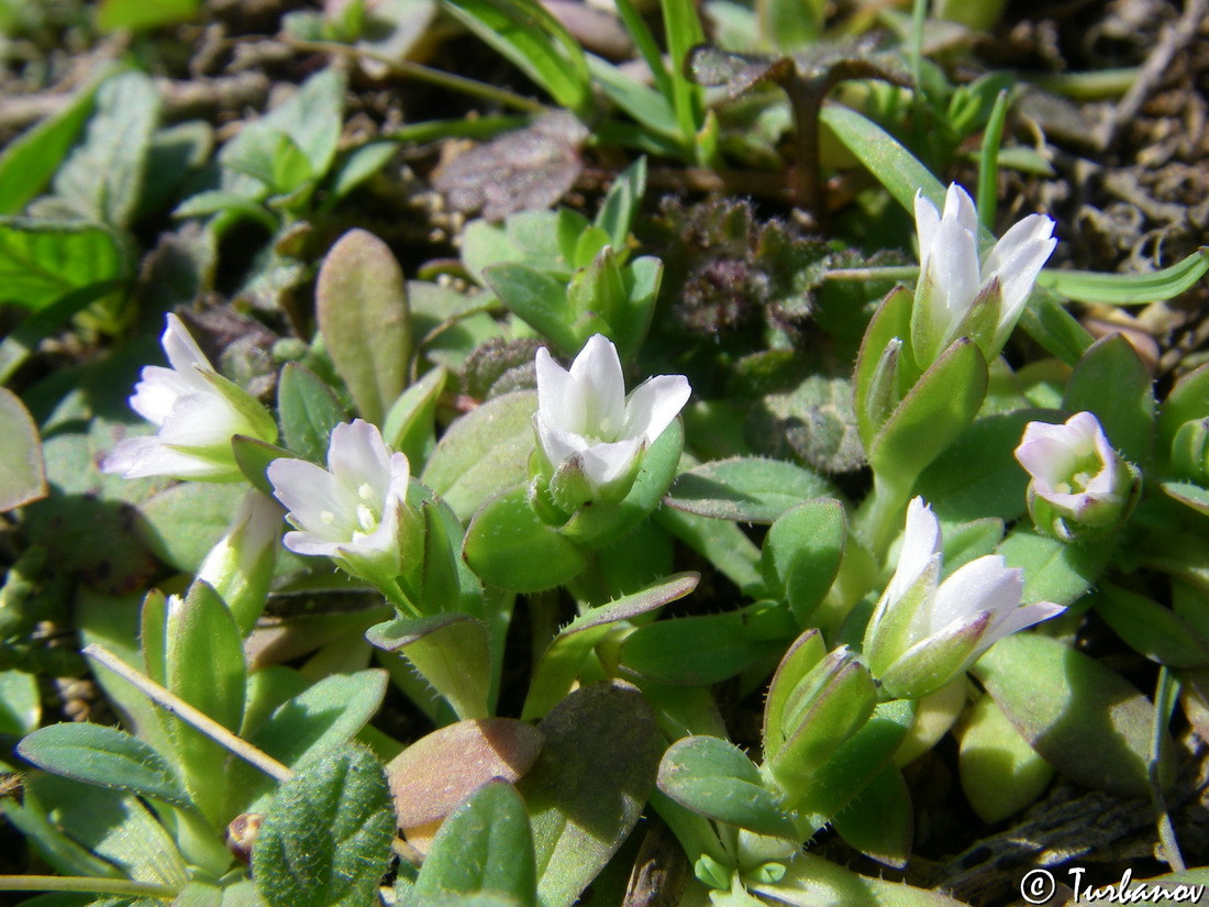 Image of Holosteum umbellatum specimen.