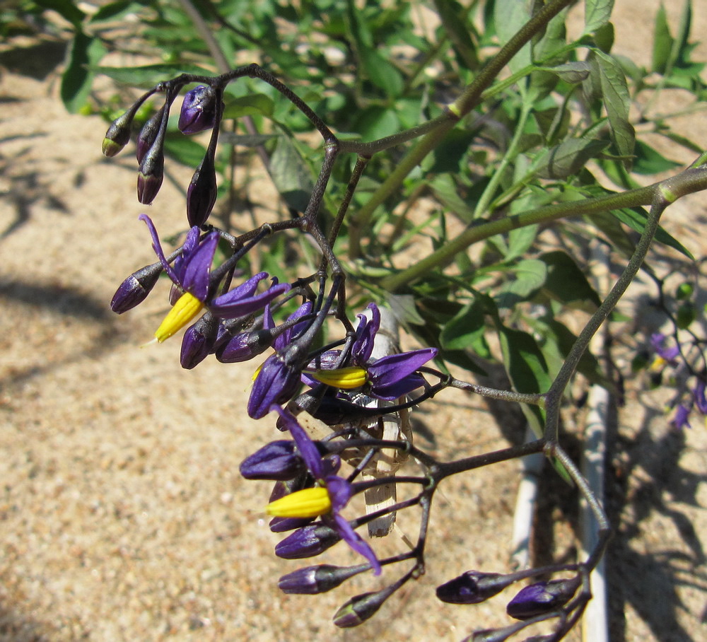 Изображение особи Solanum dulcamara.