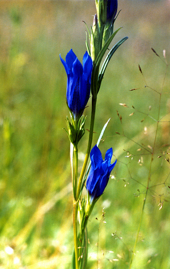 Image of Gentiana pneumonanthe specimen.