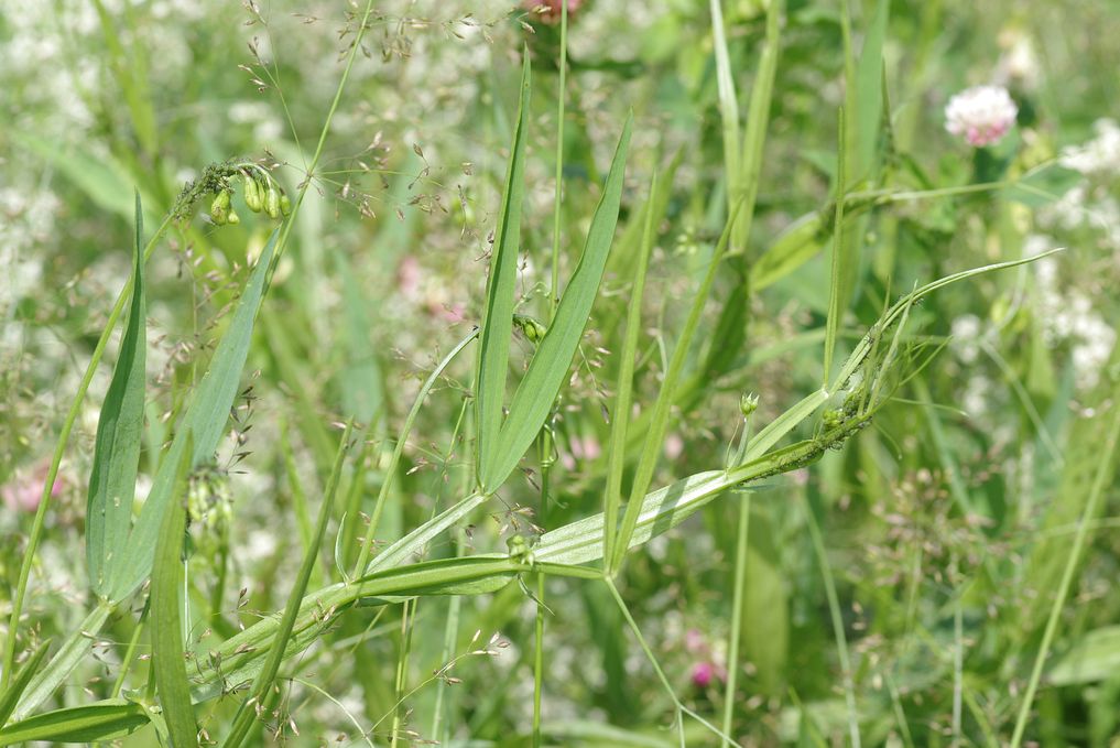 Изображение особи Lathyrus sylvestris.