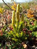 Lycopodium juniperoideum. Спороносящее растение. Магаданская обл., г. Магадан, окр. мкр-на Пионерный, кустарниковая кустарничково-лишайниковая тундра. 10.09.2014.