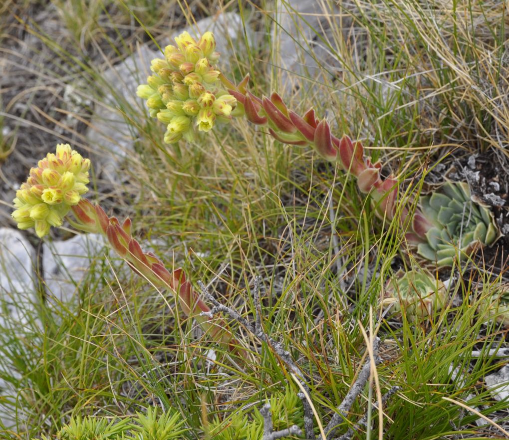 Image of Jovibarba heuffelii specimen.