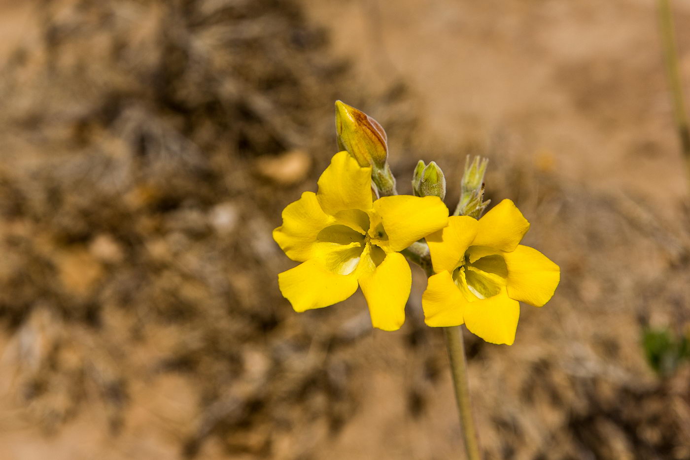 Image of Pachypodium horombense specimen.