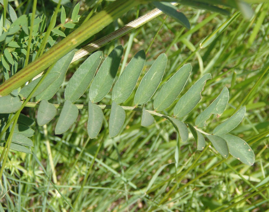 Image of Onobrychis arenaria specimen.