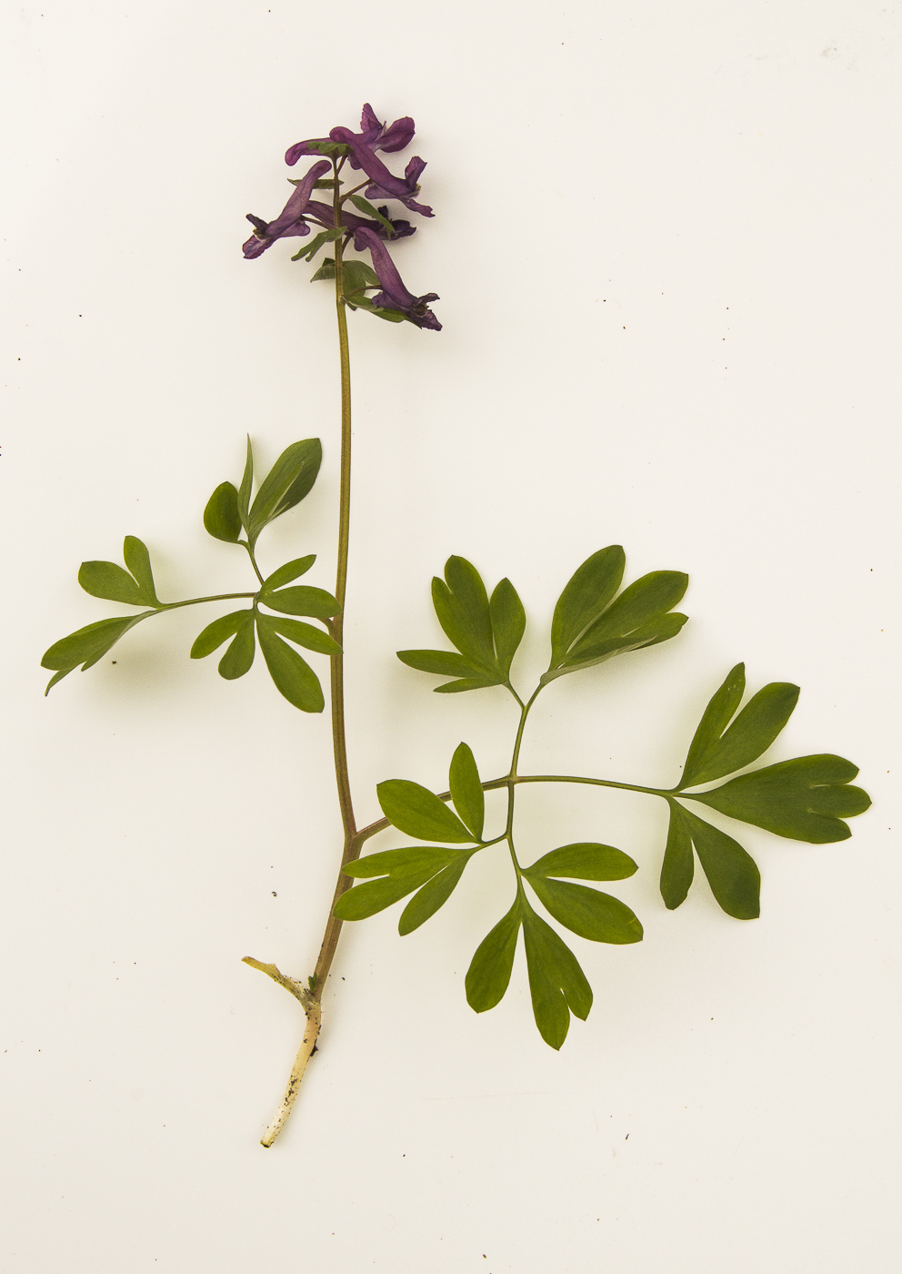 Изображение особи Corydalis solida.