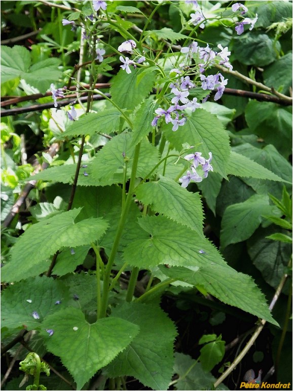 Изображение особи Lunaria rediviva.