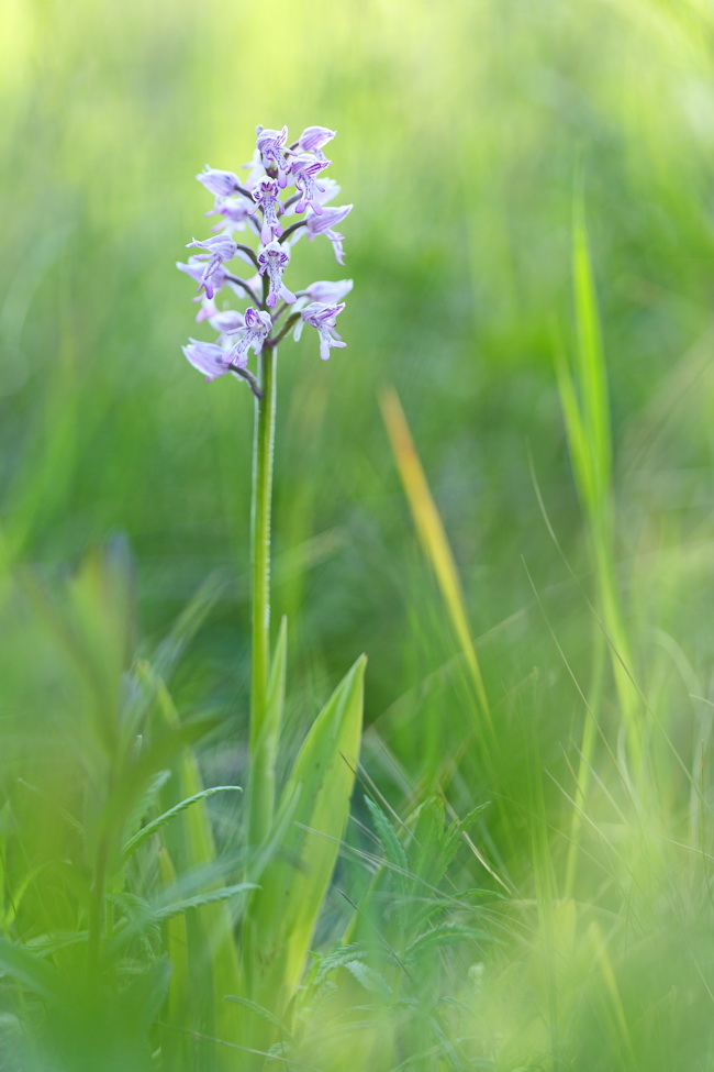 Image of Orchis militaris specimen.