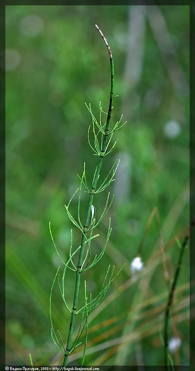 Image of Equisetum fluviatile specimen.