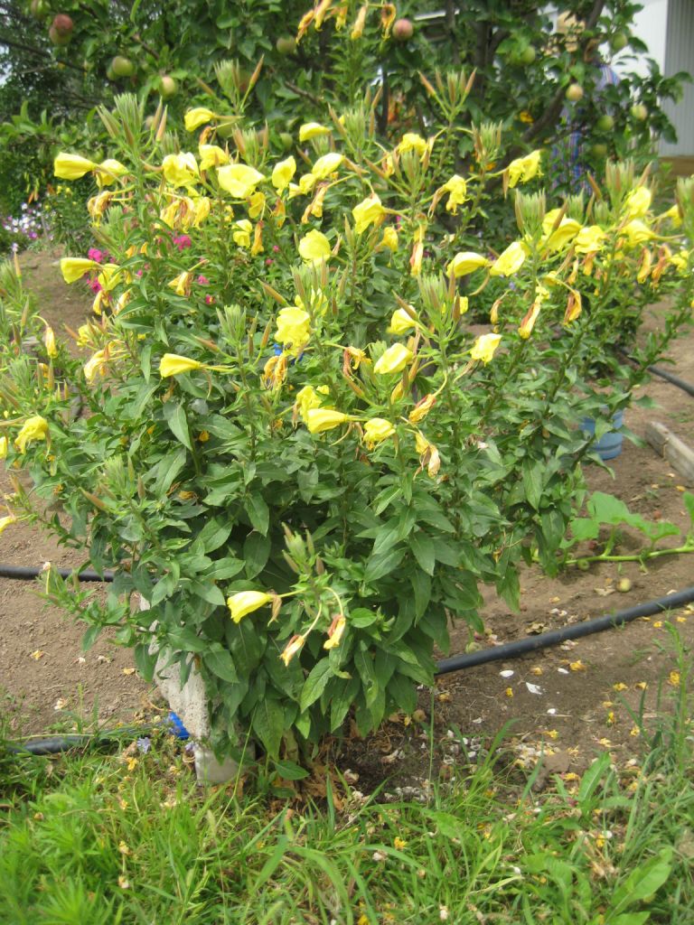 Image of Oenothera macrocarpa specimen.