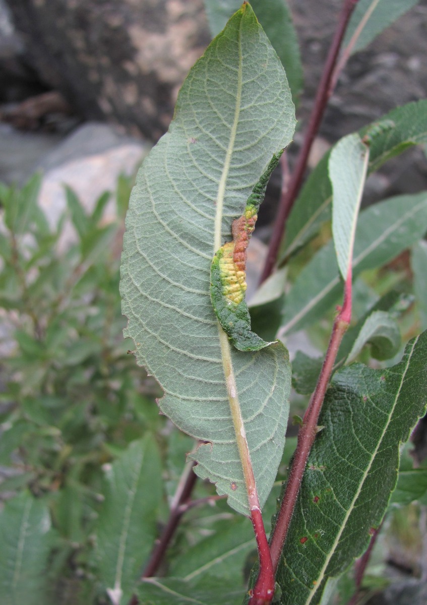 Image of genus Salix specimen.