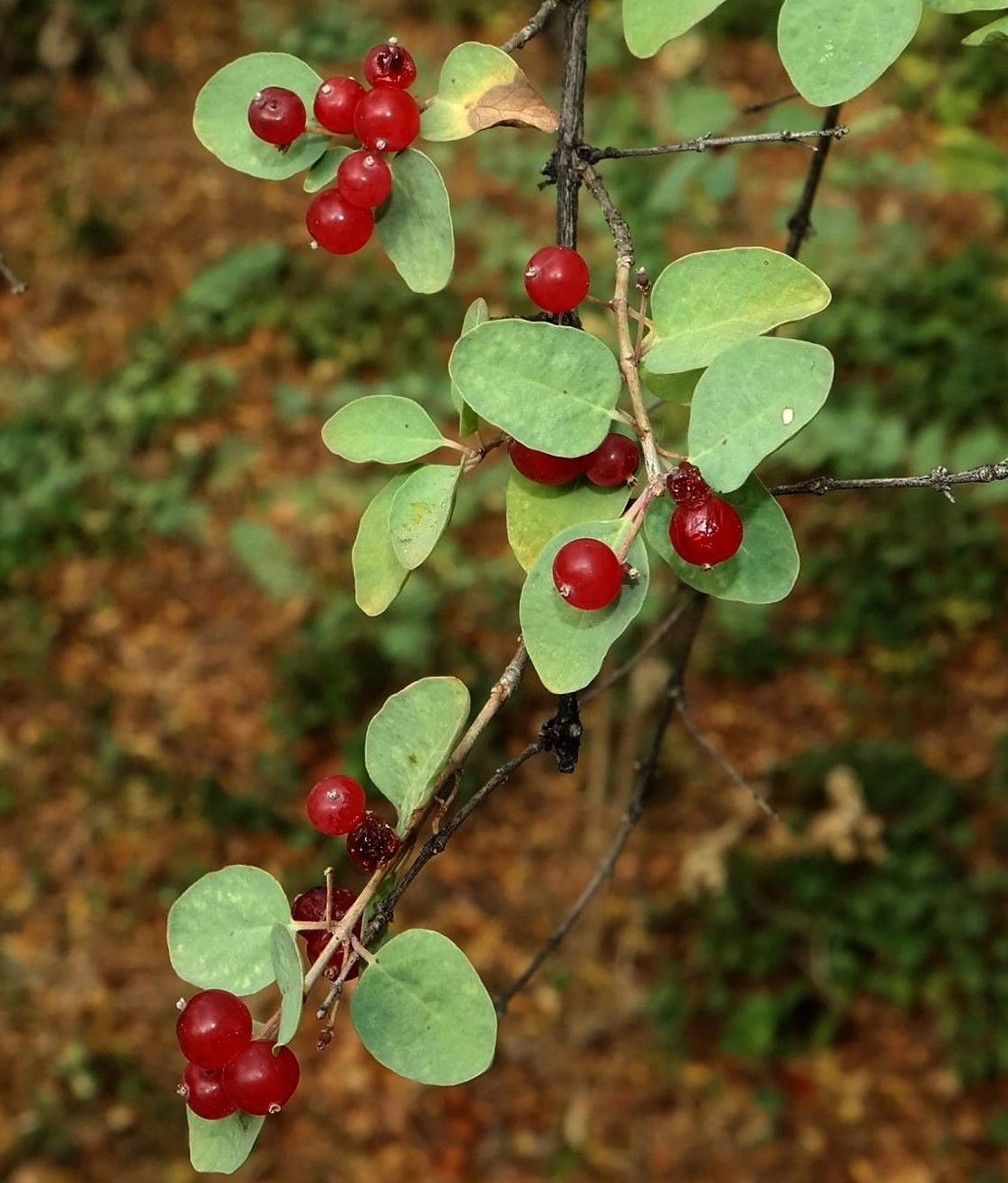 Image of genus Lonicera specimen.