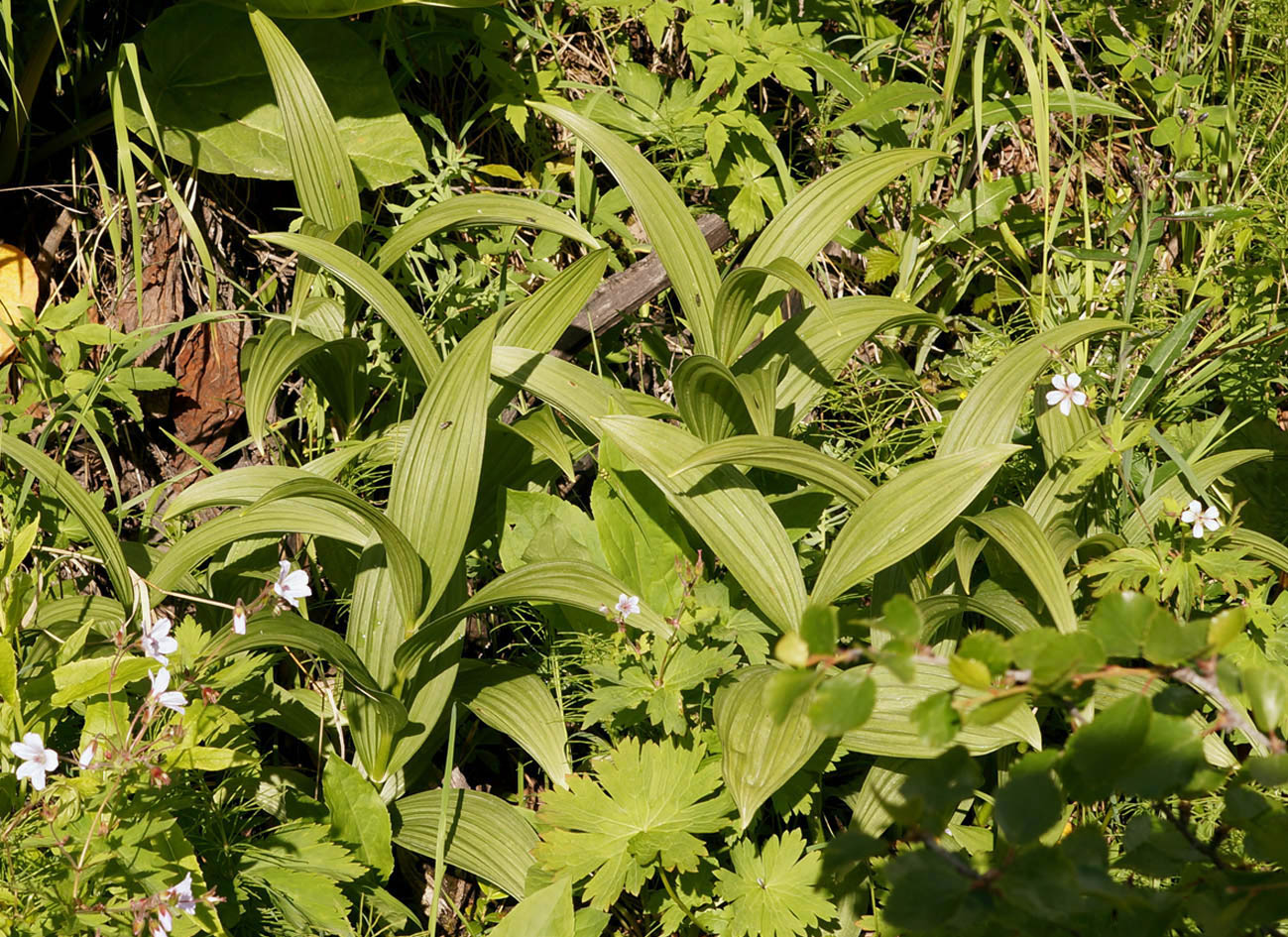 Image of Veratrum lobelianum specimen.