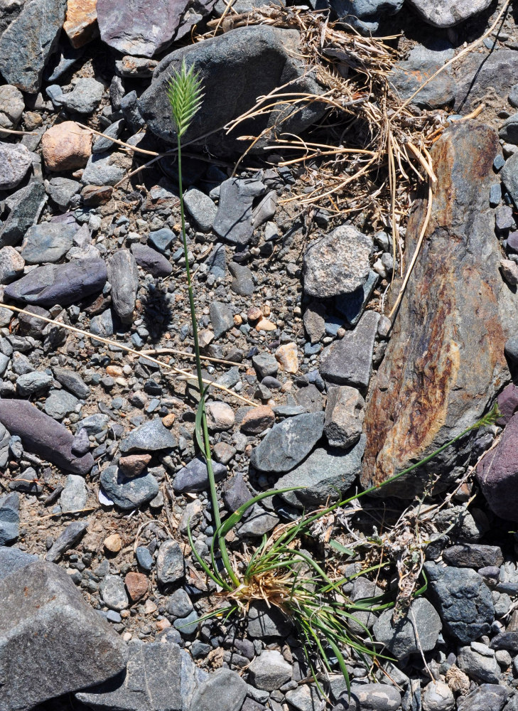 Image of Agropyron cristatum specimen.