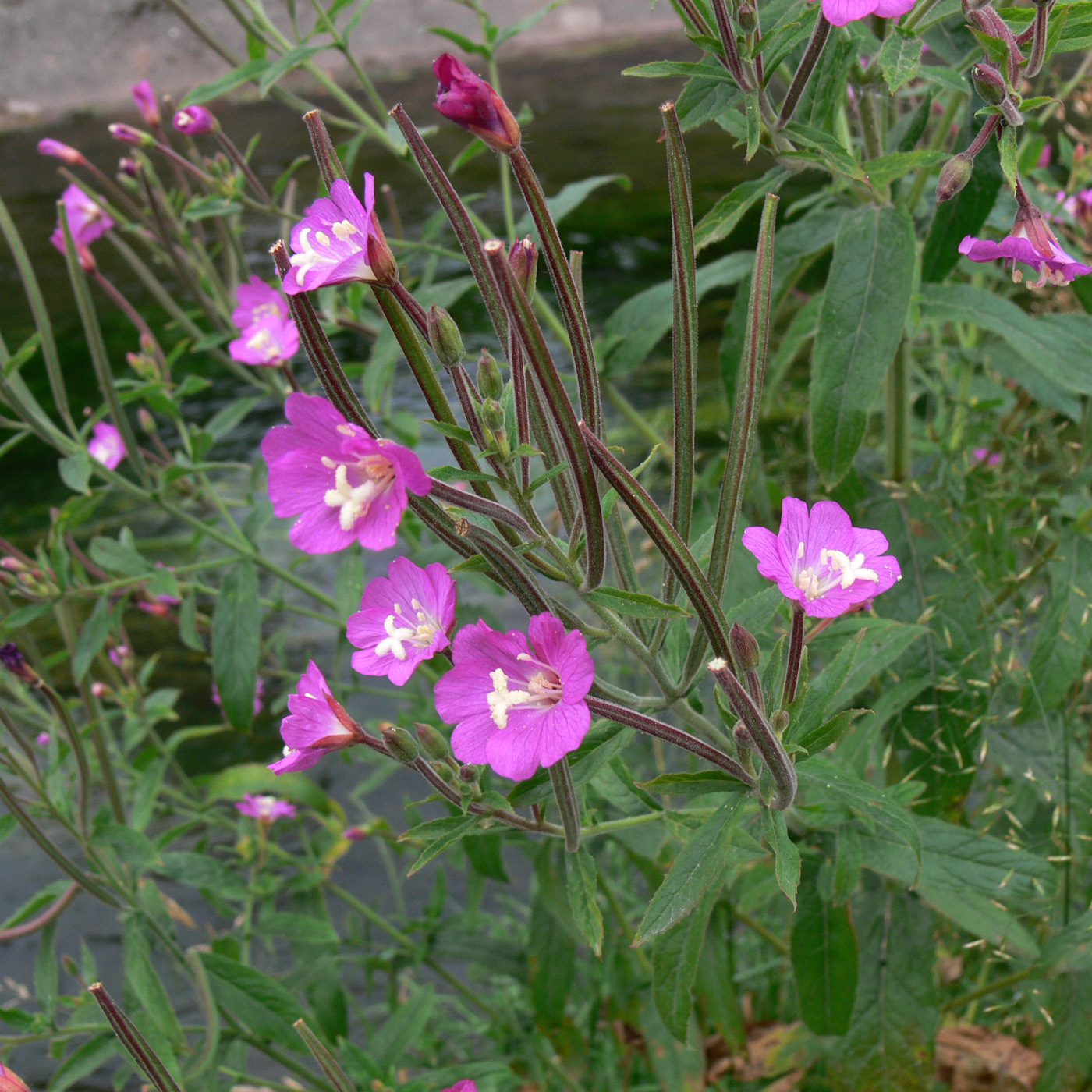 Image of Epilobium hirsutum specimen.