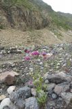 Silene compacta. Цветущее растение. Приэльбрусье, ущелье реки Азау (2250 м н.у.м.). 19.07.2009.
