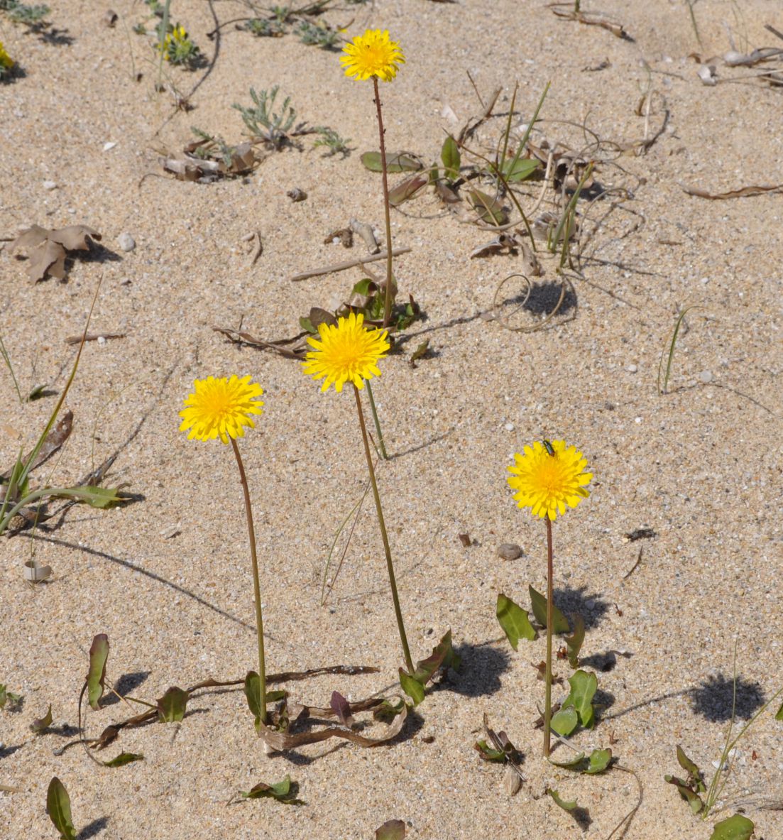 Изображение особи Sonchus bulbosus.