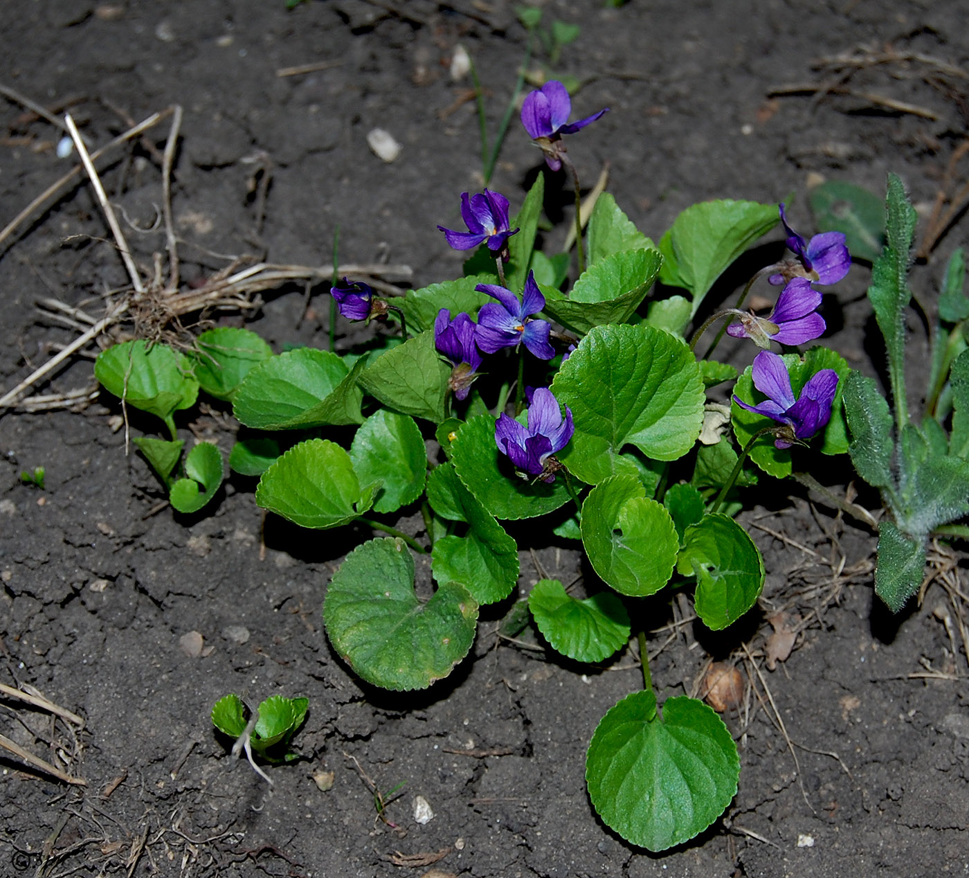 Image of Viola odorata specimen.