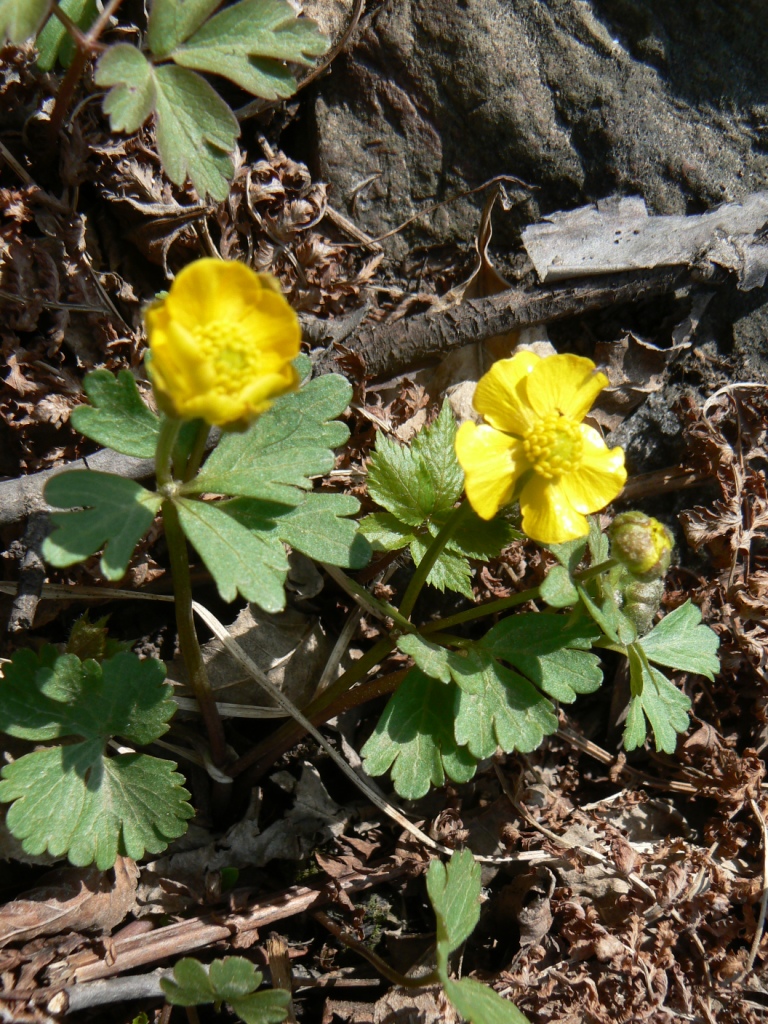 Image of Ranunculus franchetii specimen.