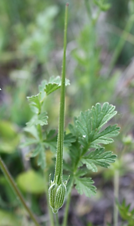 Изображение особи Erodium ciconium.