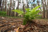 Dryopteris carthusiana