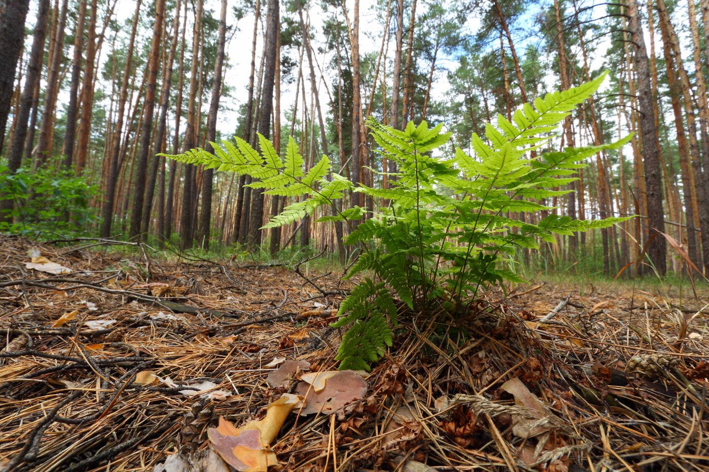 Image of Dryopteris carthusiana specimen.