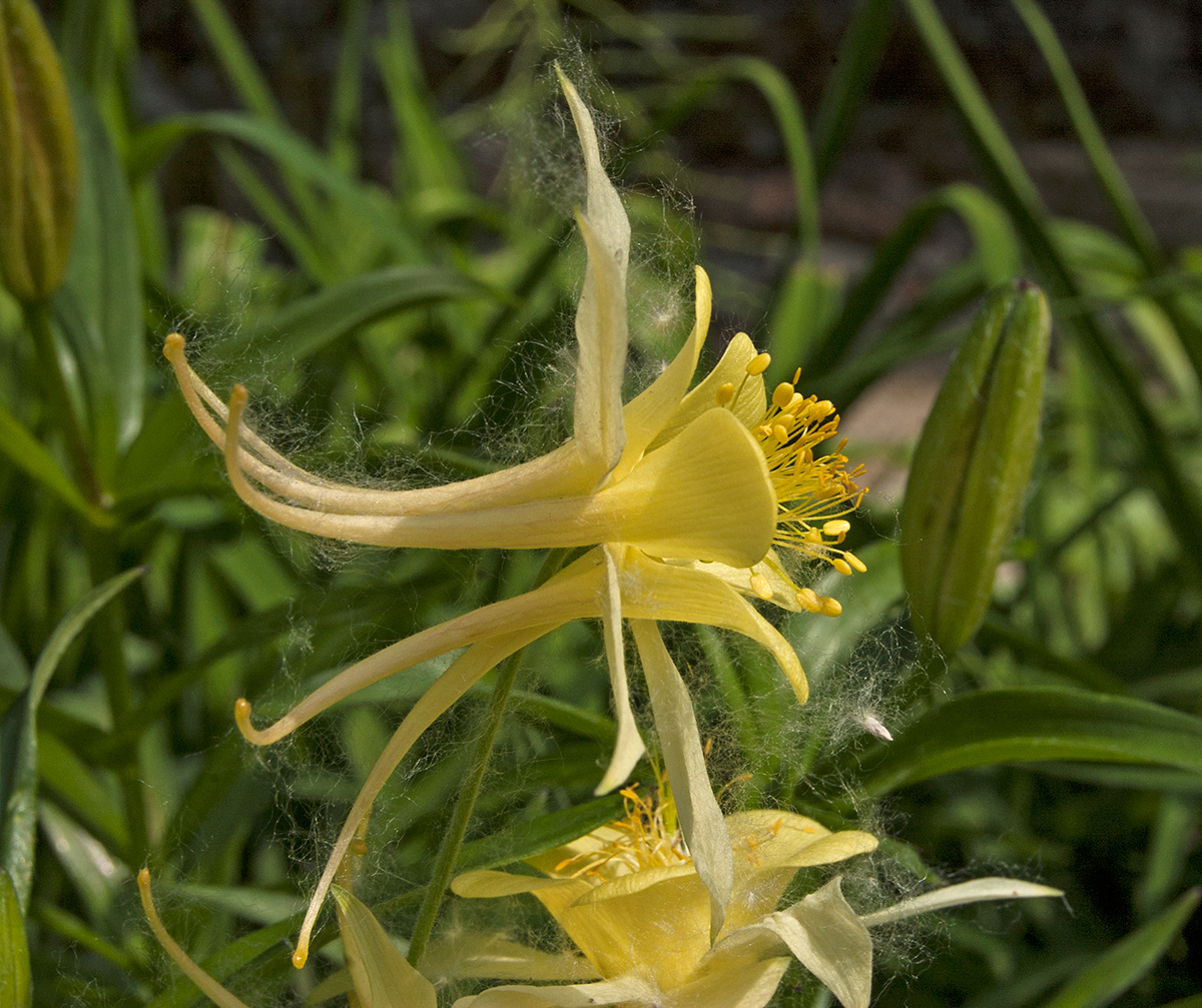 Image of genus Aquilegia specimen.