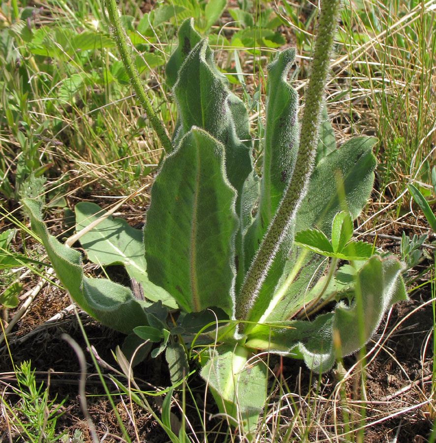 Изображение особи Trommsdorffia maculata.