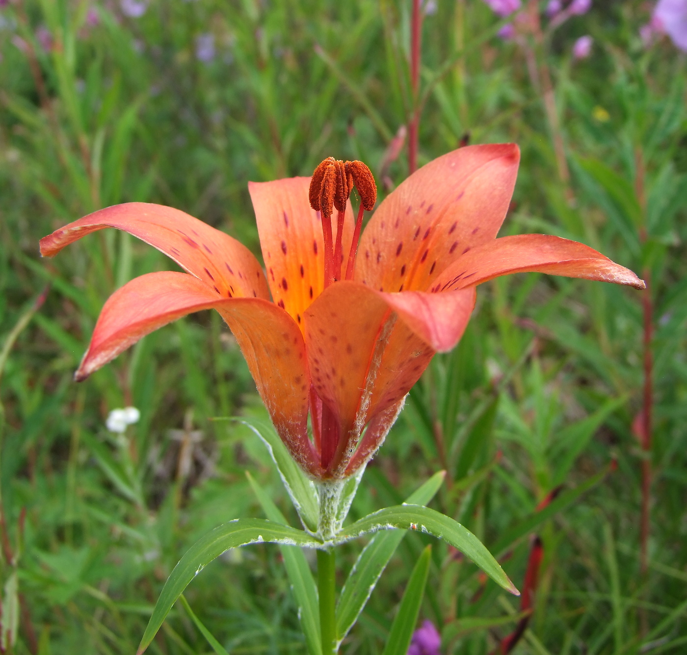 Image of Lilium pensylvanicum specimen.