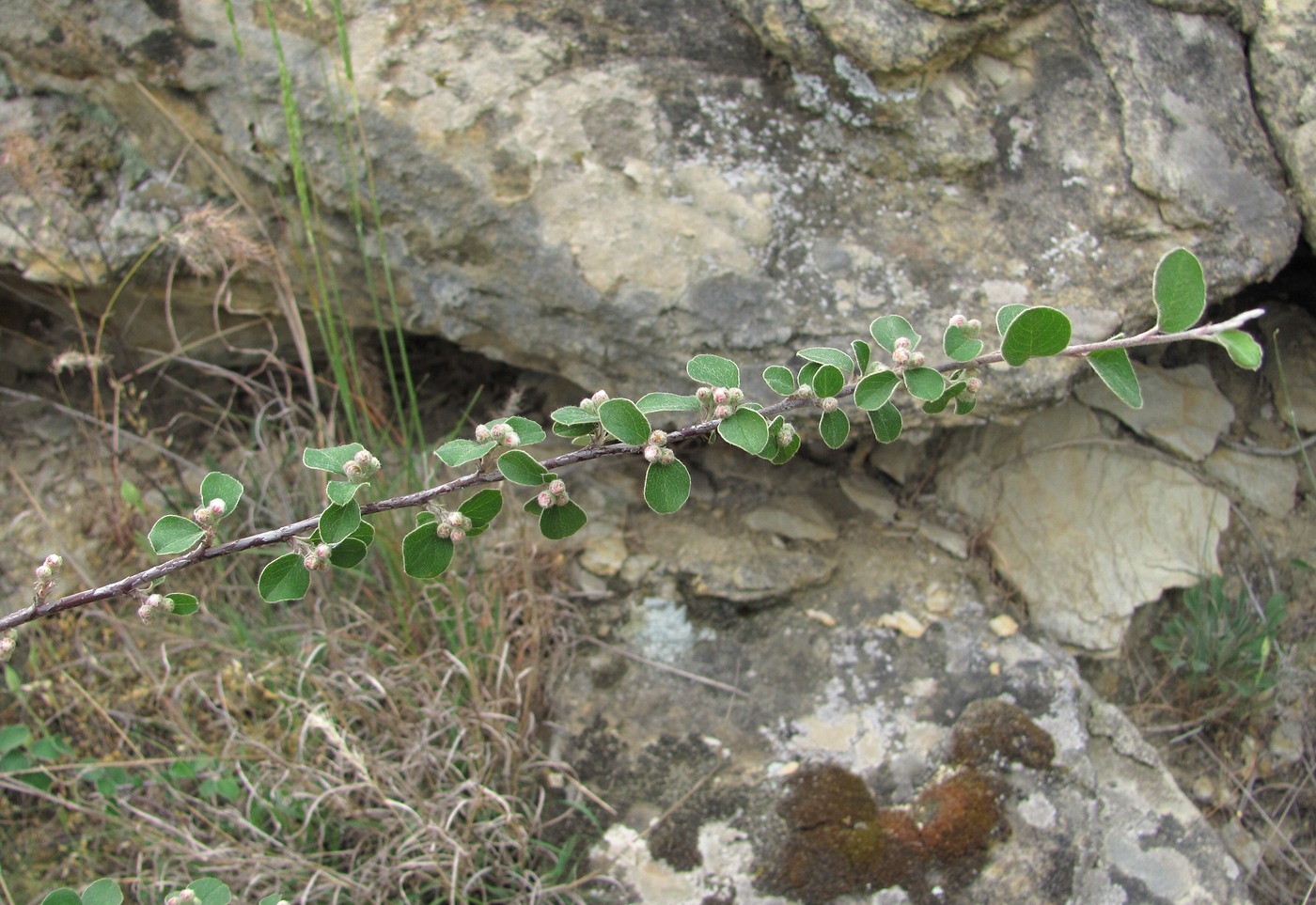 Изображение особи Cotoneaster nummularius.