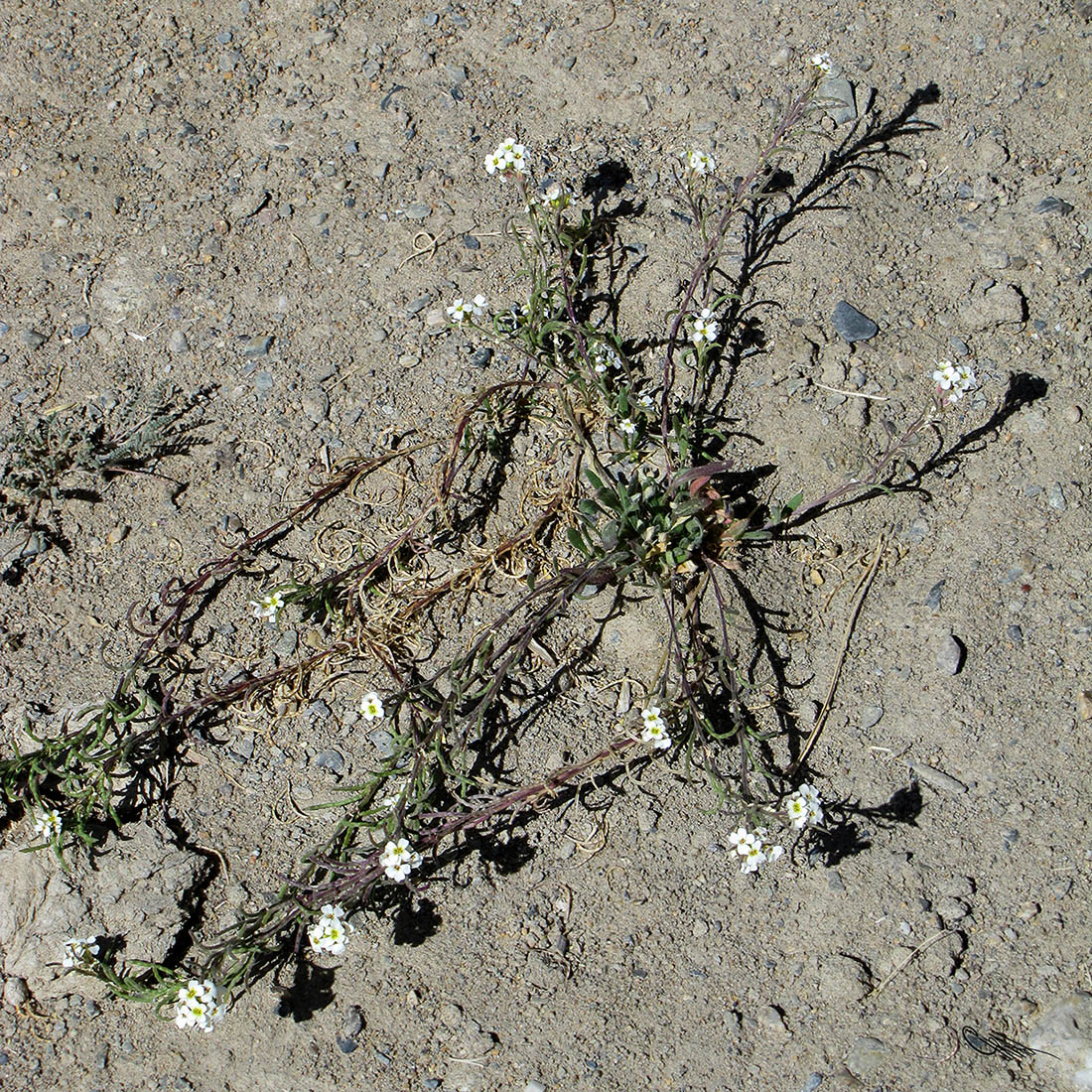 Image of Neotorularia korolkowii specimen.