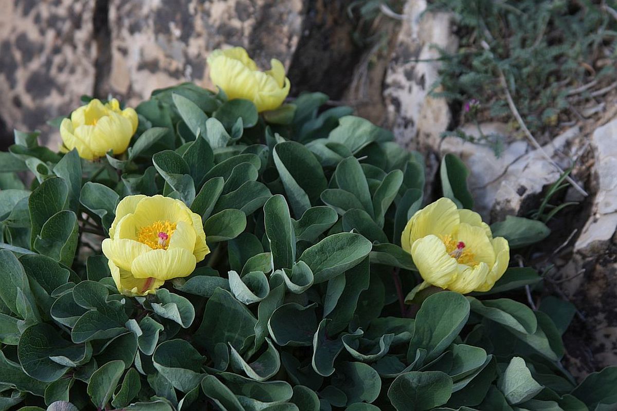 Image of Paeonia wendelboi specimen.