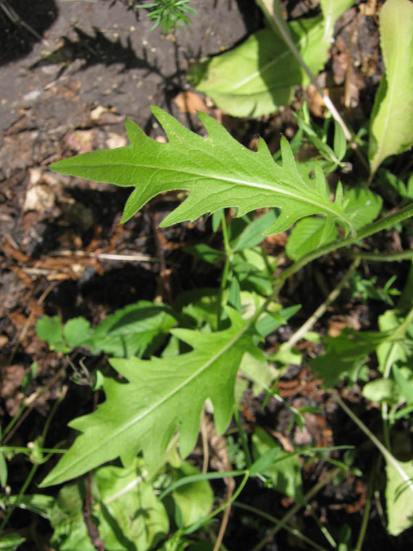 Image of Klasea lycopifolia specimen.