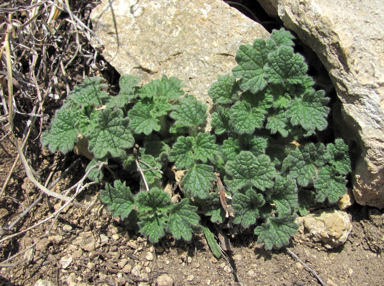 Image of familia Lamiaceae specimen.