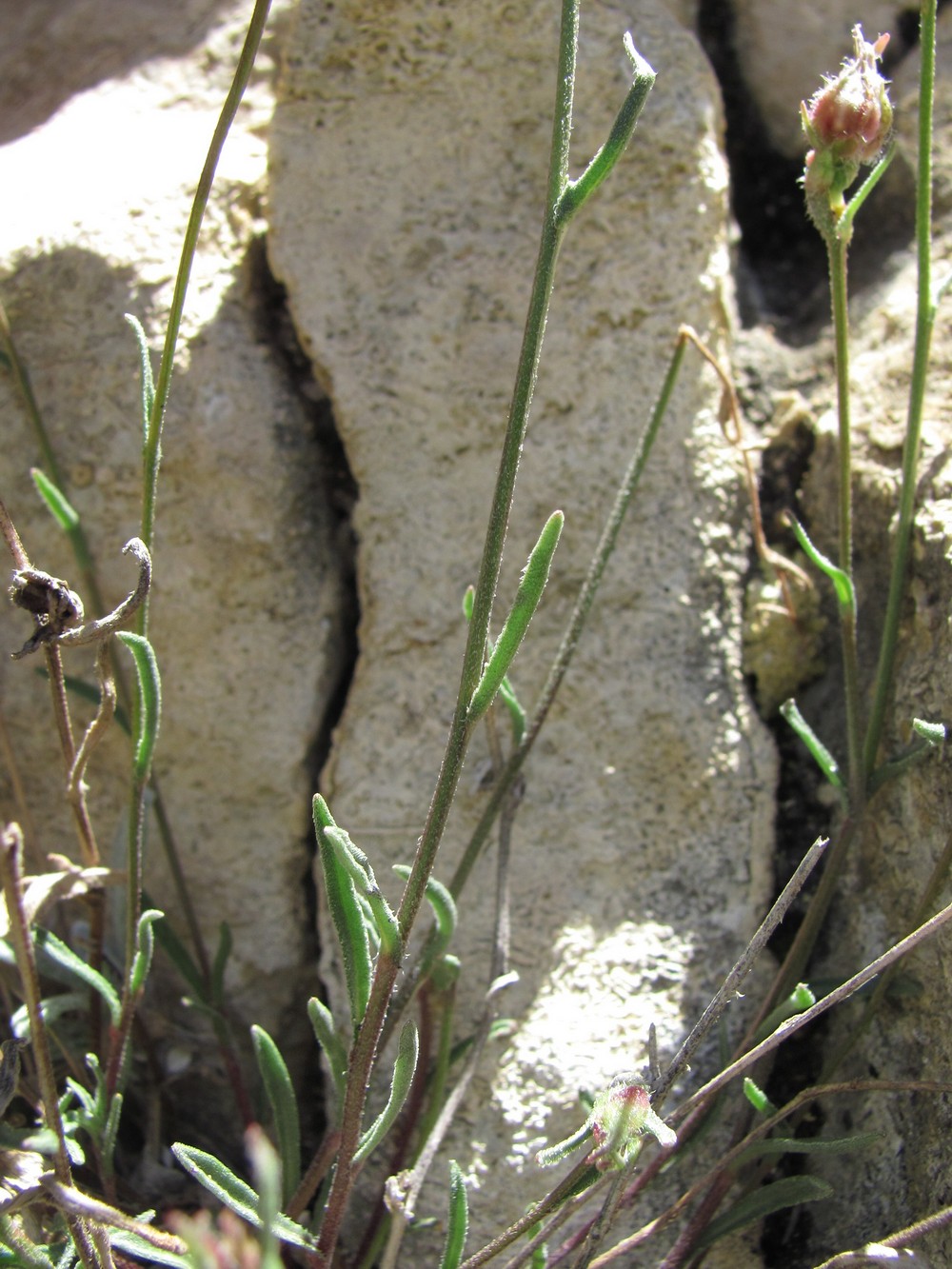 Image of Campanula daghestanica specimen.